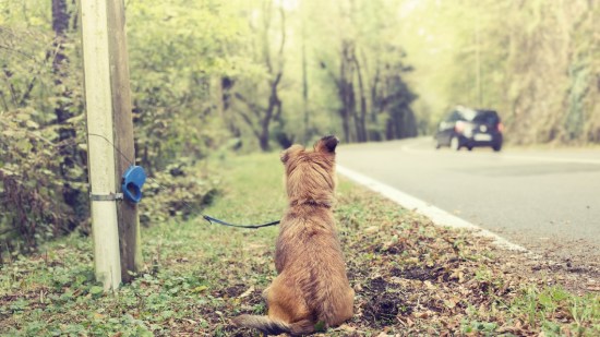 ¿Qué pasa si abandonas a tu perro?