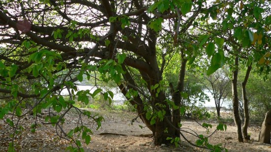 Este árbol puede matarte