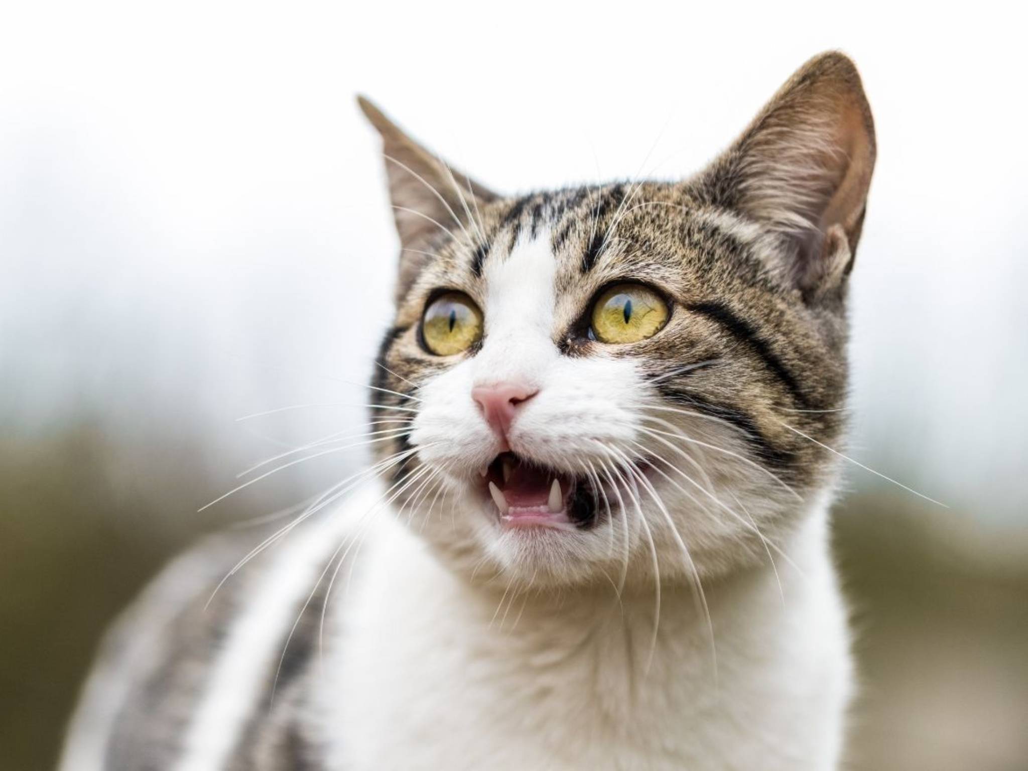 Así se comunica tu gato contigo