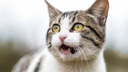 Así se comunica tu gato contigo