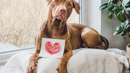perro con un corazón