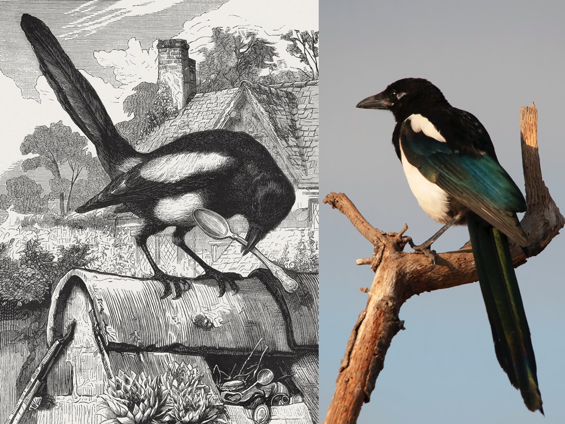 Imágenes de dos urracas