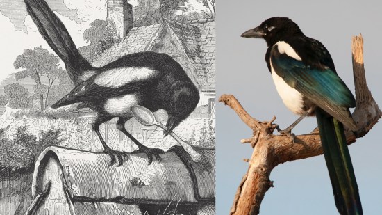 Imágenes de dos urracas