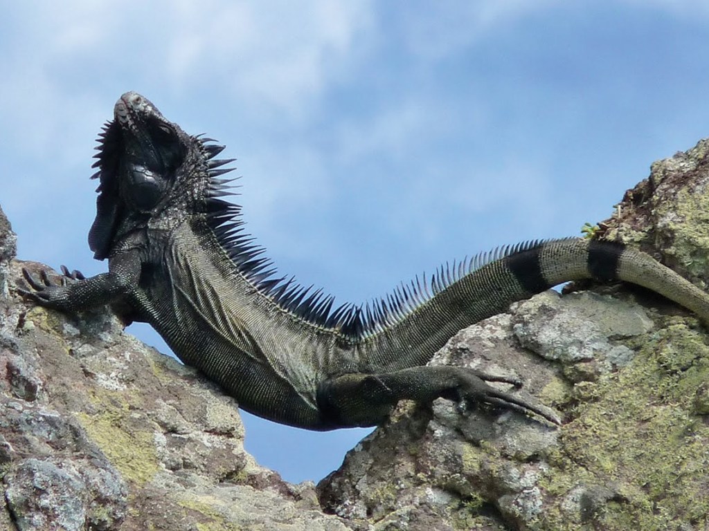 iguana-negra. Curiosidades sobre reptiles