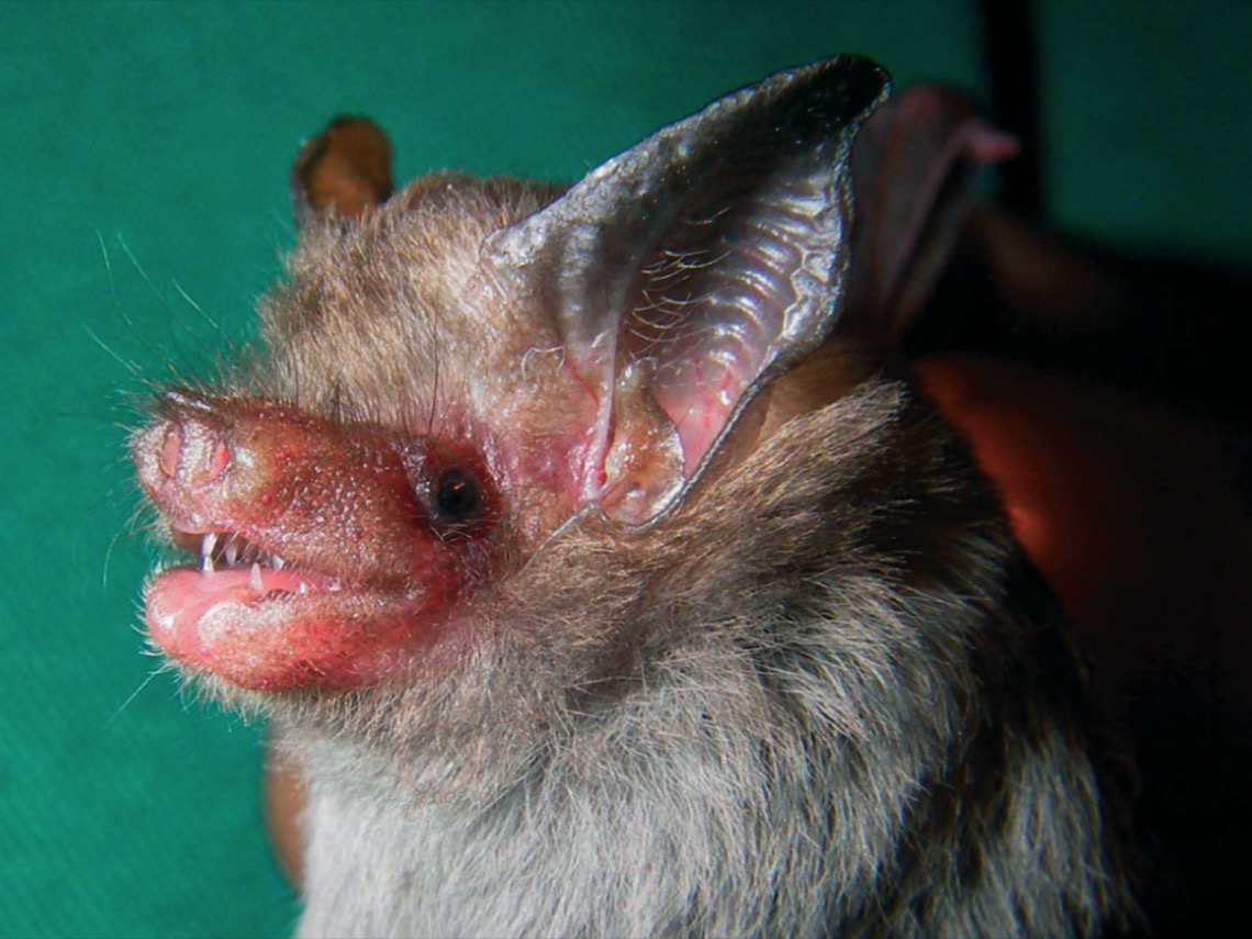 Murciélago abejorro