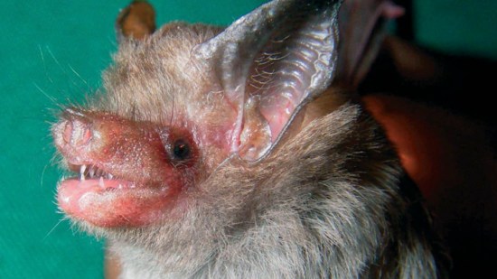 Murciélago abejorro