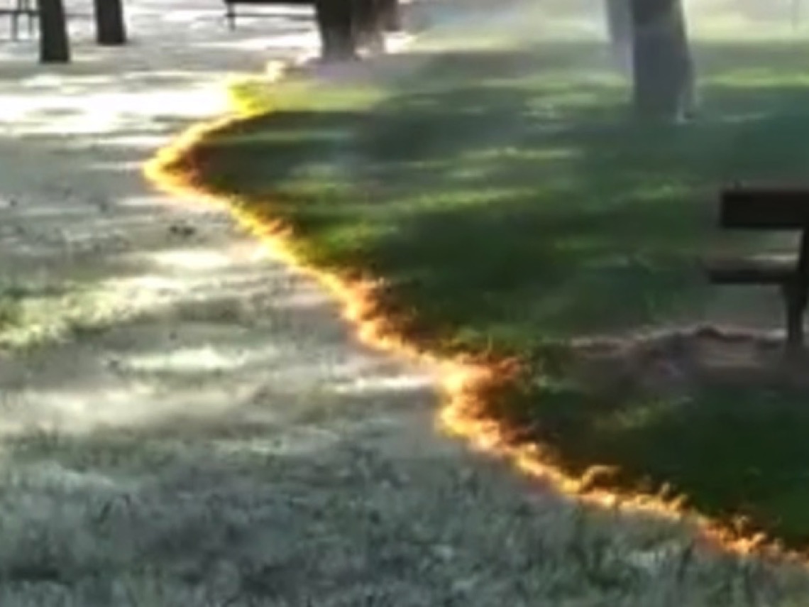 Semillas de chopo arden en parque de Cicados Calahorra