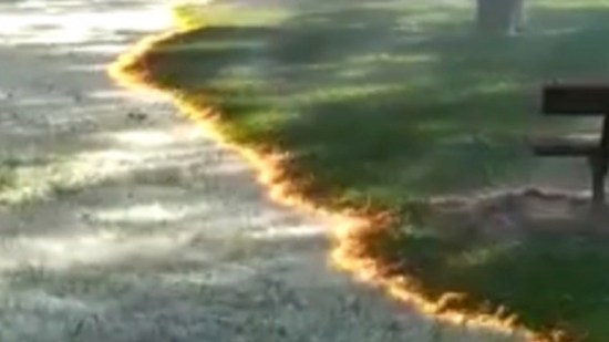 Semillas de chopo arden en parque de Cicados Calahorra