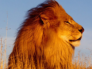 ¿De dónde viene la expresión "condiciones leoninas"?