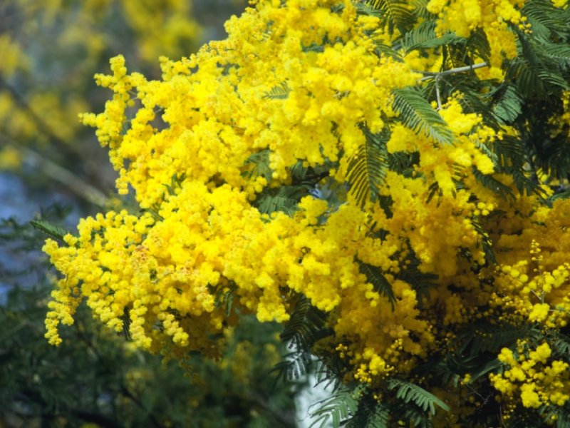 La acacia mimosa