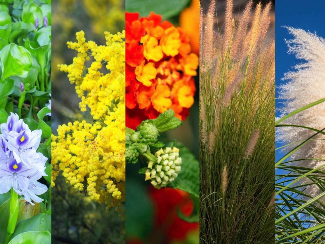 jacinto de agua - acacia mimosa - bandera espanola - rabogato - plumero de la pampa