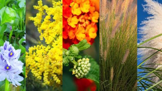 jacinto de agua - acacia mimosa - bandera espanola - rabogato - plumero de la pampa