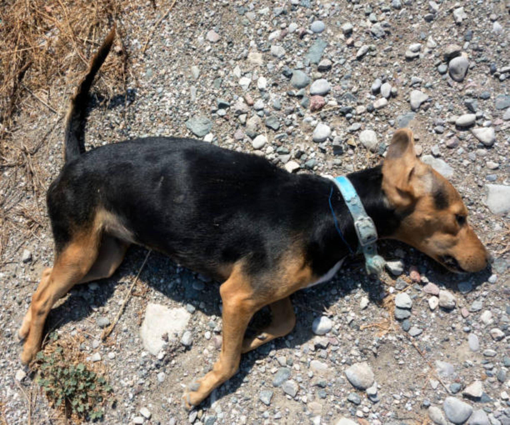 El CSI de los animales: así se investiga un caso de maltrato animal