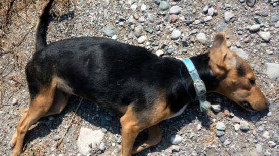 El CSI de los animales: así se investiga un caso de maltrato animal