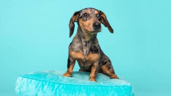 Perro restregándose en un cojín