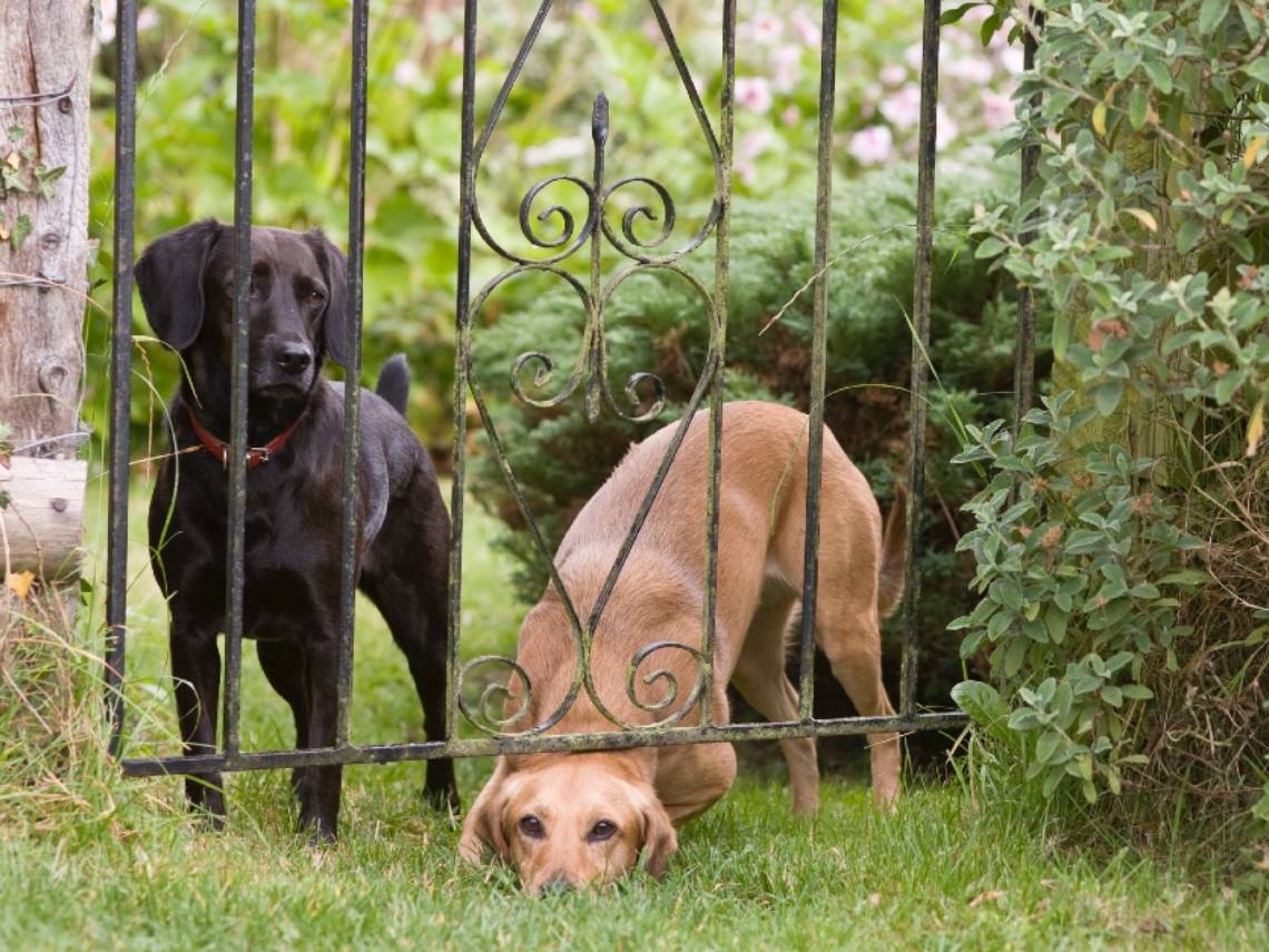 ¿Qué hacer si se pierde mi perro?