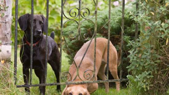 ¿Qué hacer si se pierde mi perro?
