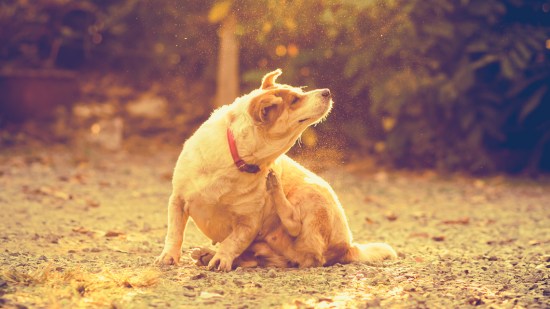 Perro rascándose