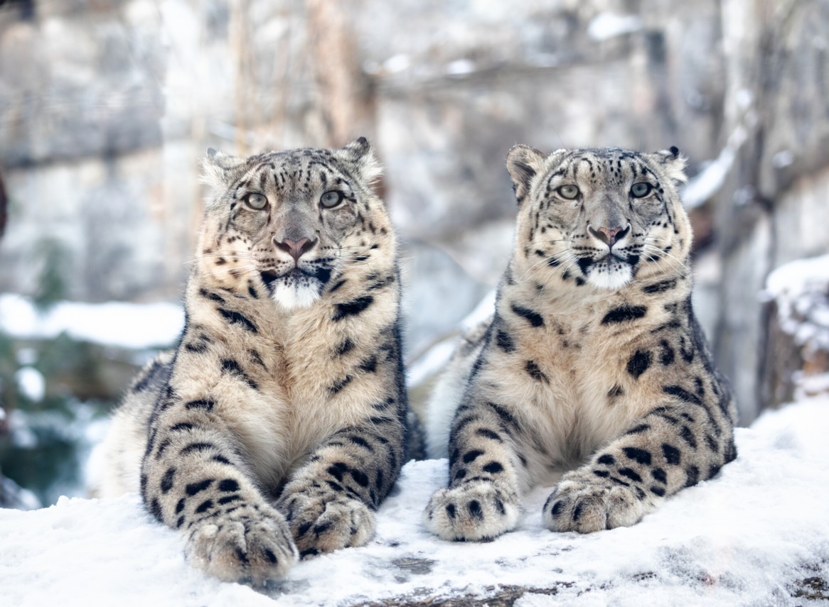 leopardo-nieves-curiosidades