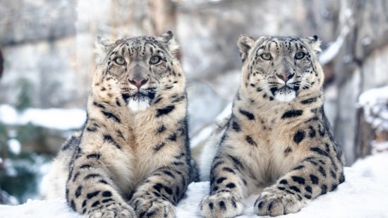 leopardo-nieves-curiosidades