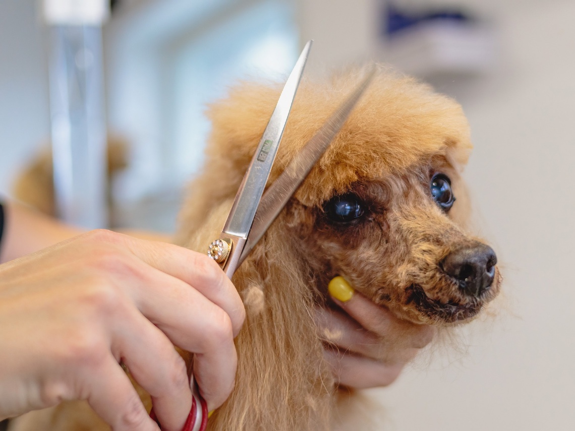 Cortando el pelo a un perro