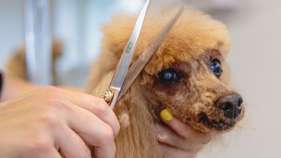 Cortando el pelo a un perro