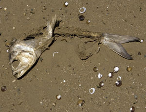 ¿De dónde viene la expresión "por la boca muere el pez"?