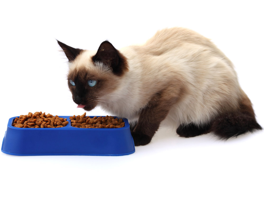 El cambio de alimento en gatos