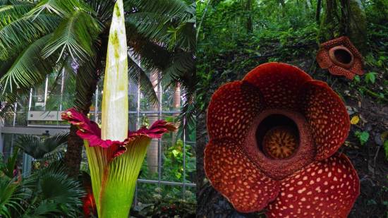 Amorphophalus titanum y Rafflesia arnoldii