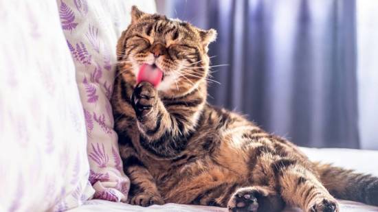 Gato acicalándose