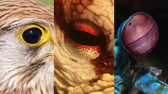 ojo de cernícalo, pulpo y etomatópodo