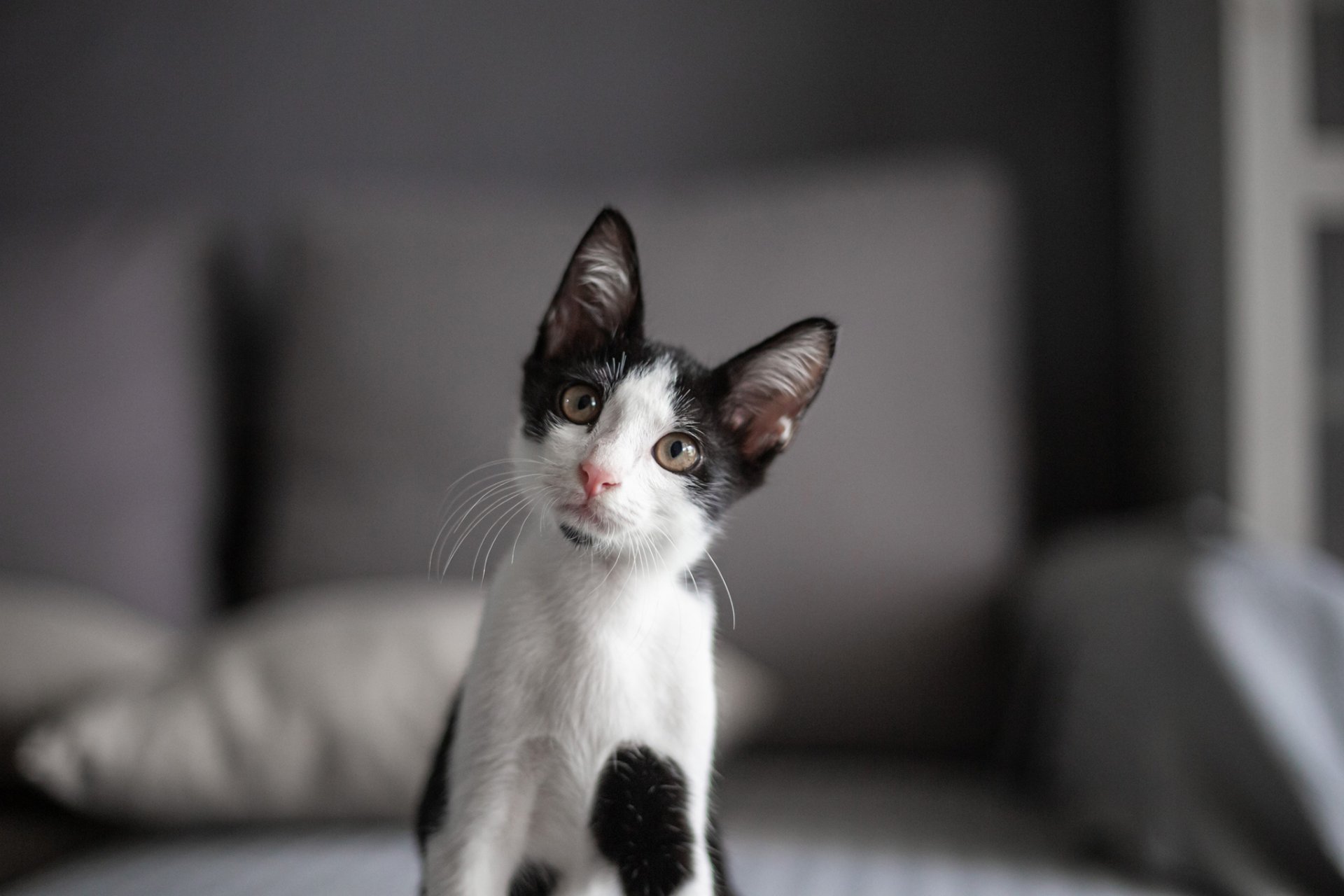 Gato blanco y negro