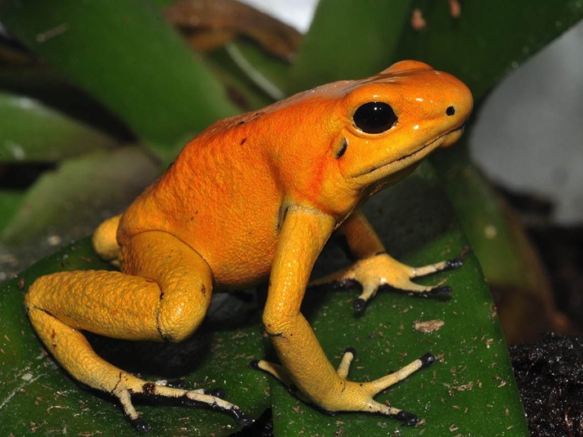 Ejemplar de rada dardo dorada