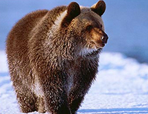 El corazón de los osos cambia mientras hibernan