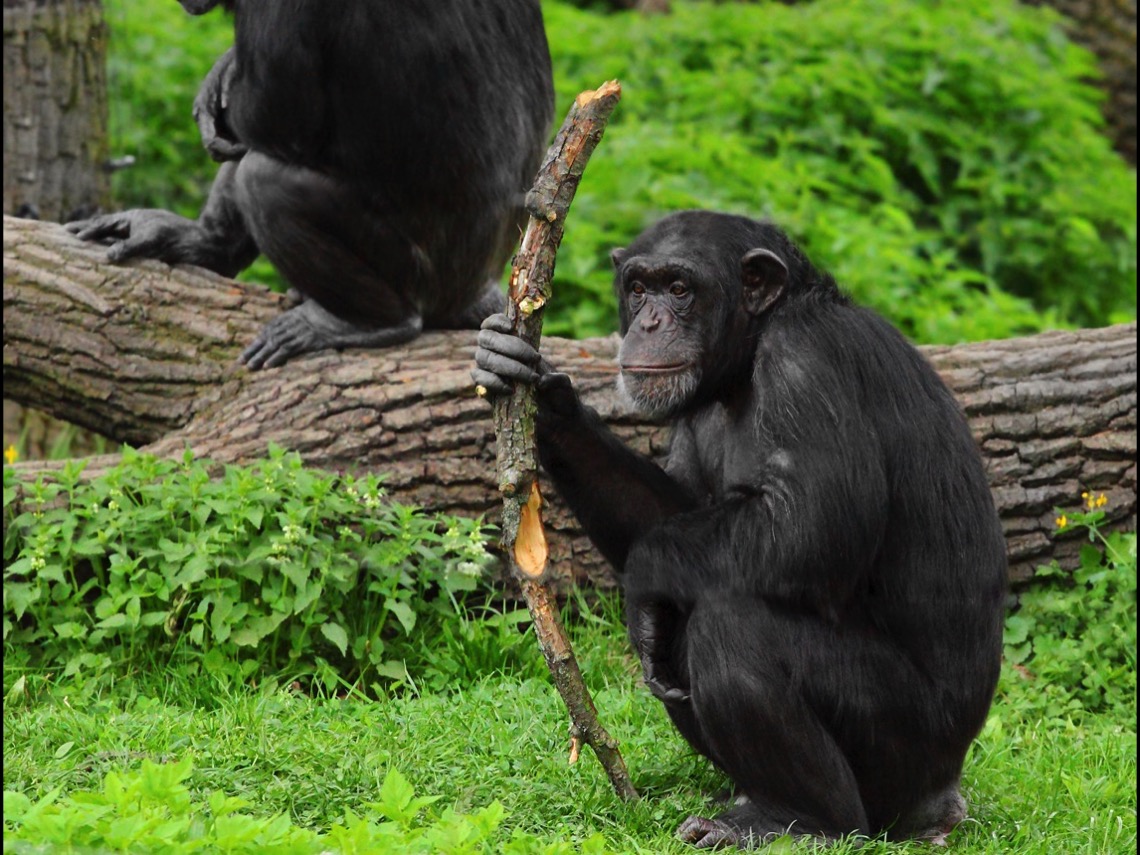 Chimpance usando un palo