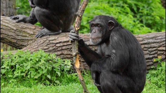 Chimpance usando un palo