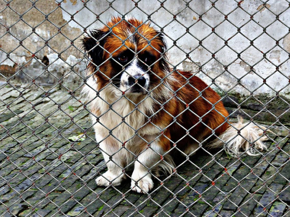 Perro en un refugio