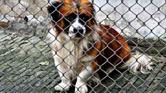 Perro en un refugio