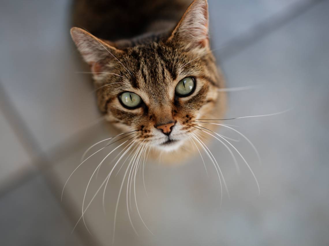 Gato mirando a la cámara
