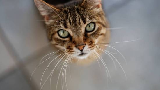 Gato mirando a la cámara