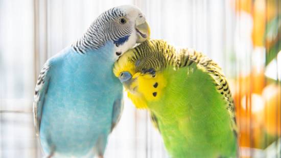 Pareja de periquitos