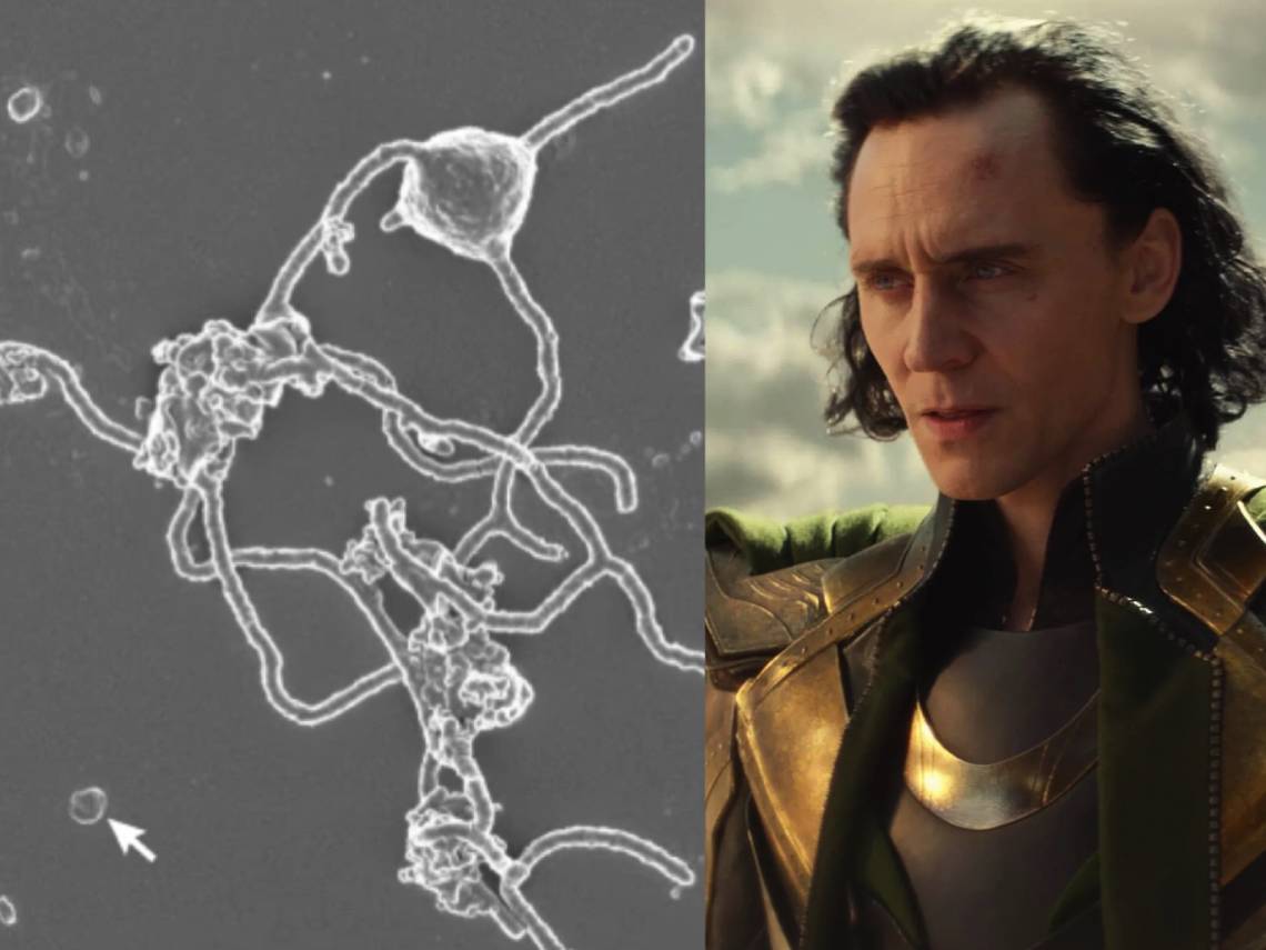 Loki de Marvel y la Lokiarchaeota