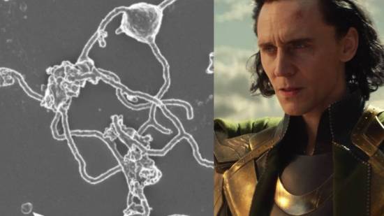 Loki de Marvel y la Lokiarchaeota