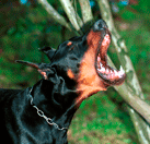 ¿Cuál es el origen de la palabra Dobermann?