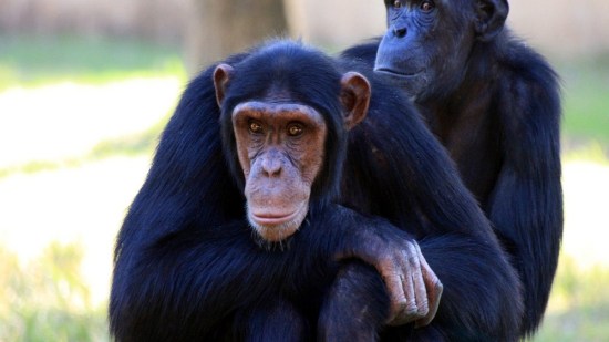 El cerebro es lo que mas nos distingue de los primates