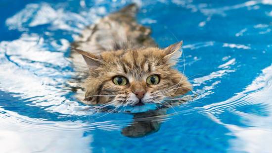 Un gato en el agua