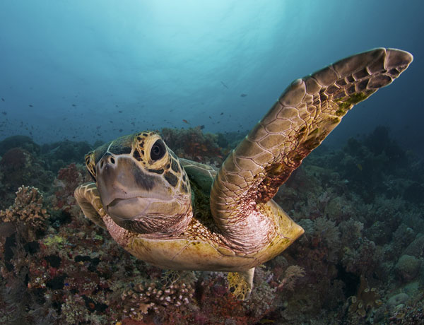 Las tortugas tienen más relación con aves y dinosaurios que con reptiles