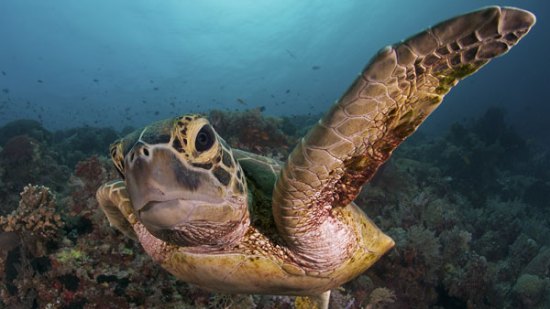 Las tortugas tienen más relación con aves y dinosaurios que con reptiles