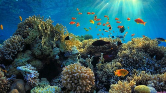 Arrecifes de coral