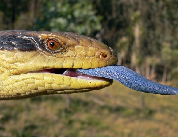 Animales que tienen la lengua azul